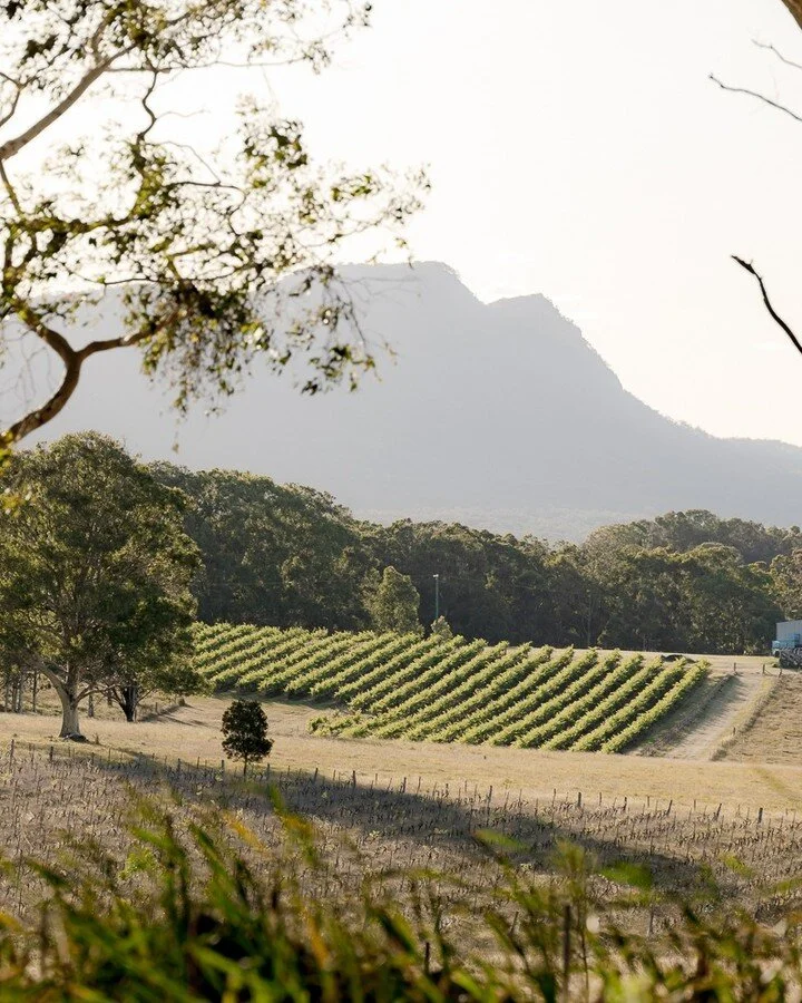 Lush green vineyard rows from above
